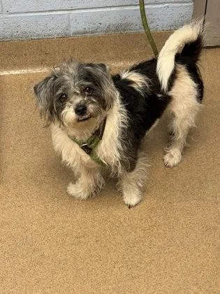 A senior small-sized male Mixed Breed dog named Free for adoption in Chamblee, GA