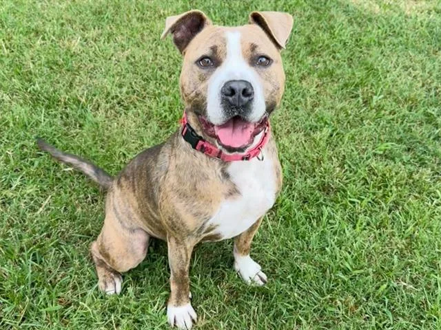 A young medium-sized male Mixed Breed dog named Homer for adoption in Haw River, NC