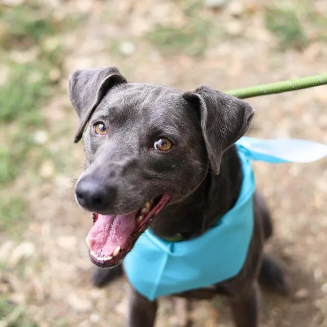 A young medium-sized male Weimaraner dog named Tom for adoption in San Antonio, TX