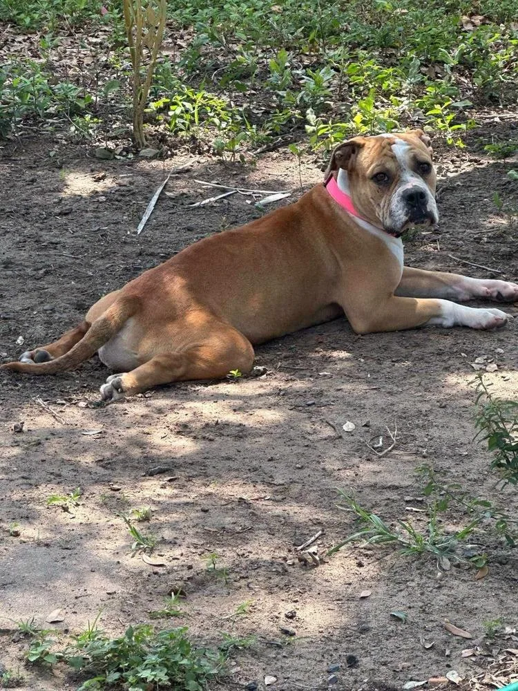 Diamond Darlin thumbnail 2