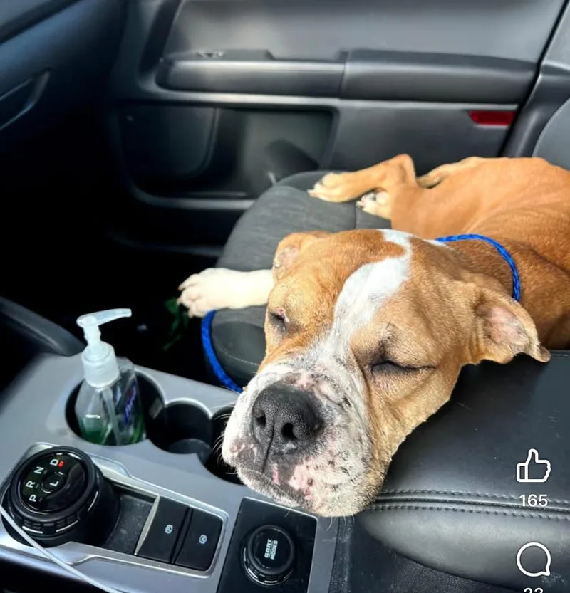 Diamond Darlin thumbnail 3