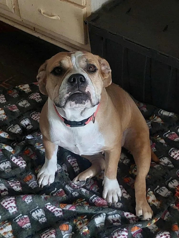 Diamond Darlin thumbnail 4