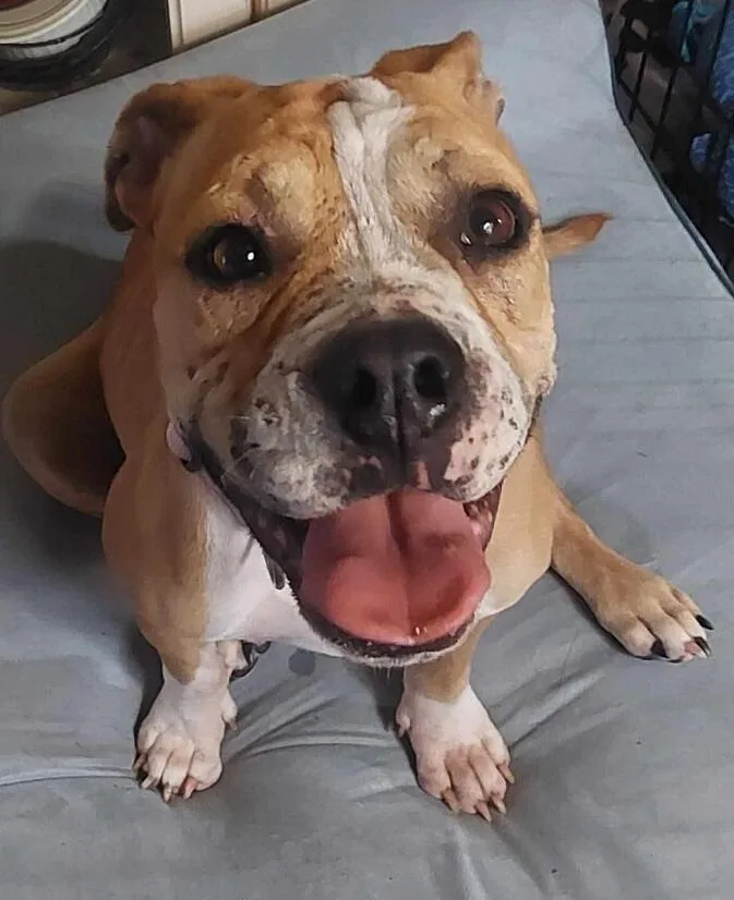 Diamond Darlin thumbnail 5