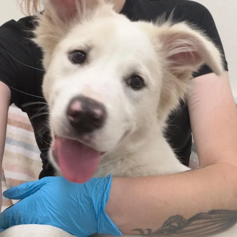 A baby medium-sized female White / Cream Shepherd dog named Elsa for adoption in Birmingham, AL
