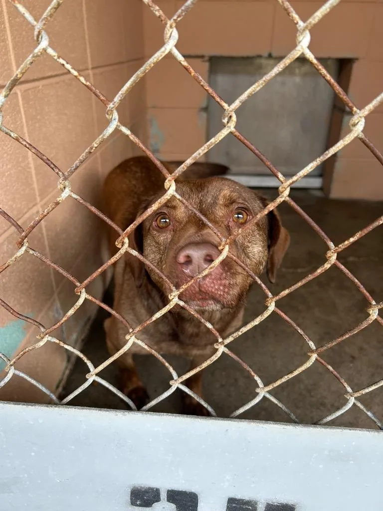 An adult medium-sized female Pit Bull Terrier dog named Luci for adoption in Gautier, MS