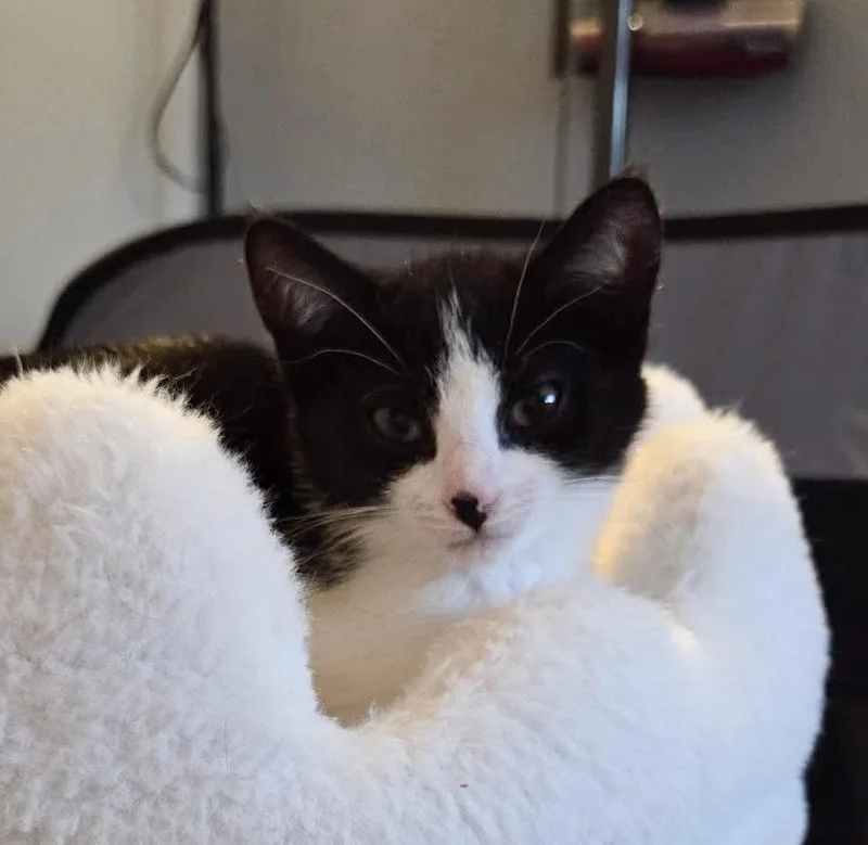 A baby medium-sized female Black & White / Tuxedo Domestic Short Hair cat named Jamie for adoption in Breinigsville, PA