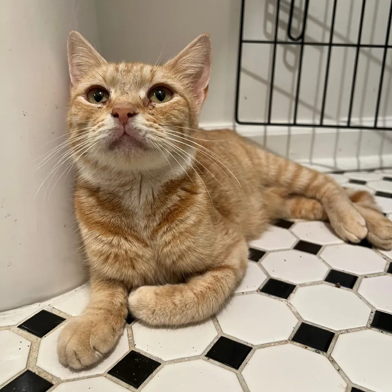 A young medium-sized female Tabby (Orange / Red) Domestic Short Hair cat named Epona for adoption in Richmond, VA