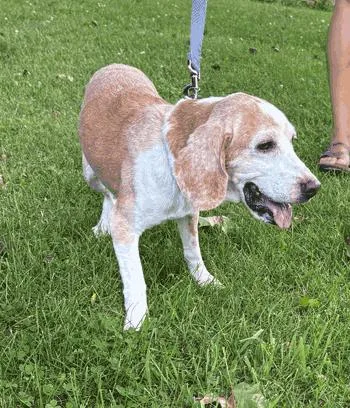 A senior medium-sized male Beagle dog named Bailey for adoption in West Decatur, PA