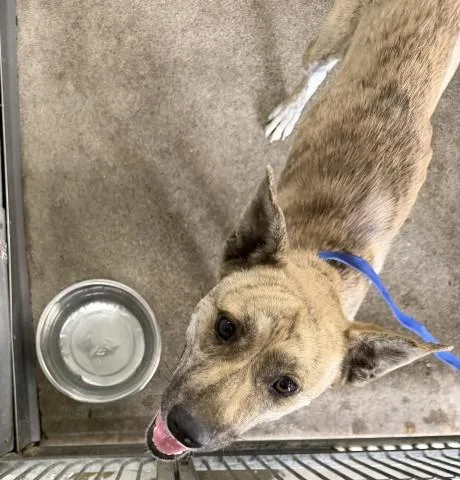 A young large-sized female German Shepherd Dog dog named Ruby for adoption in San Bernardino, CA