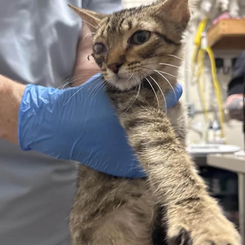A baby small-sized male Gray / Blue / Silver Domestic Short Hair cat named Nobbin for adoption in Milton, FL