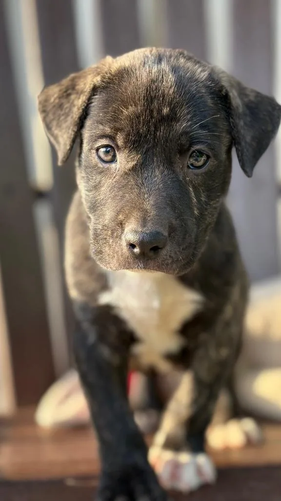 A baby small-sized male Mixed Breed dog named Arrow for adoption in Lawrenceburg, TN