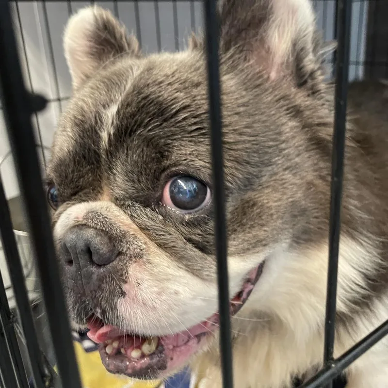 An adult medium-sized male Gray / Blue / Silver French Bulldog dog named Sourdough for adoption in Madison, WI
