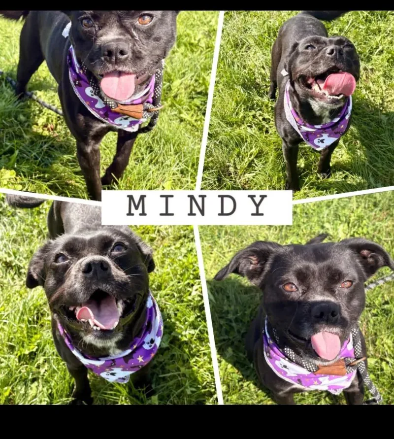 An adult medium-sized female Border Collie dog named Mindy for adoption in Rensselaer, IN