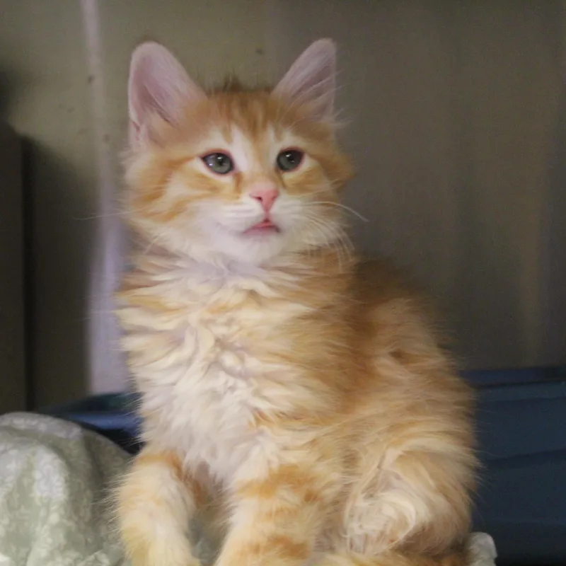 A baby medium-sized female Orange & White Domestic Medium Hair cat named Black Widow for adoption in Yucca Valley, CA