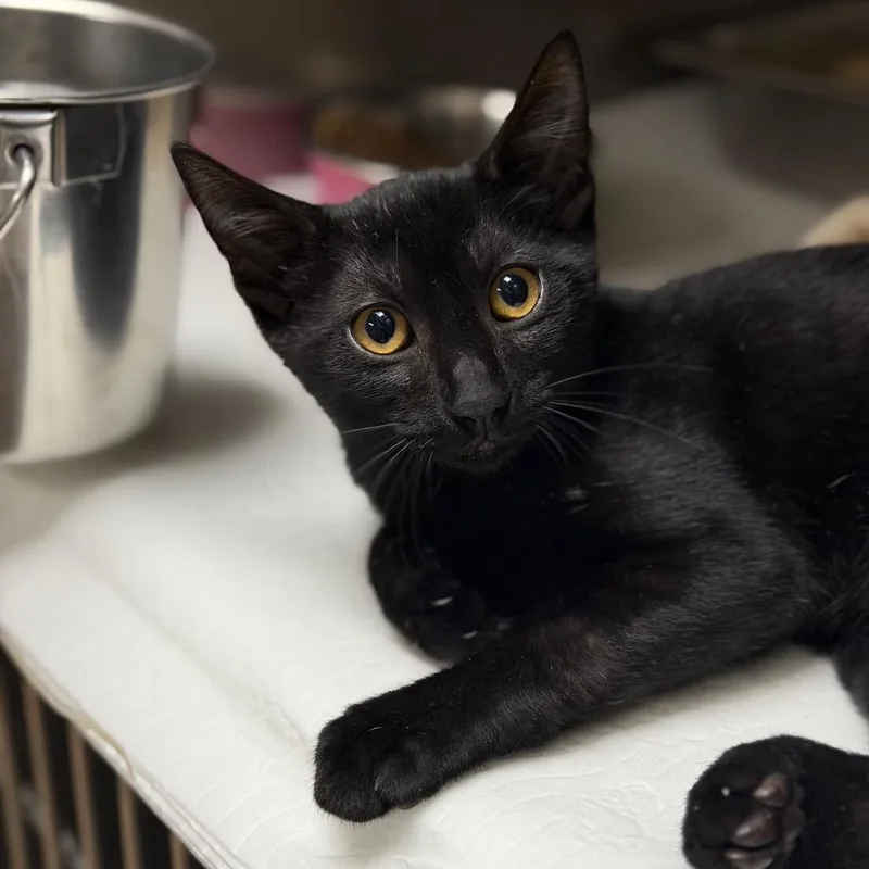 A baby small-sized male Black Domestic Short Hair cat named Wren for adoption in Fort Smith, AR