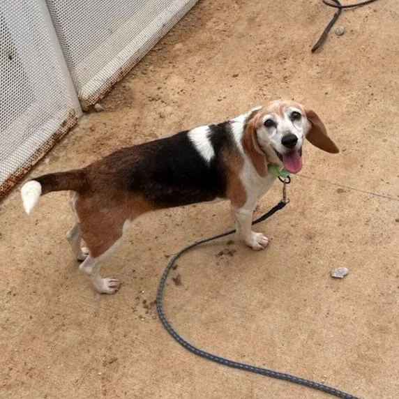 A senior small-sized female Brown / Chocolate Beagle dog named Iggy for adoption in Bentonville, AR