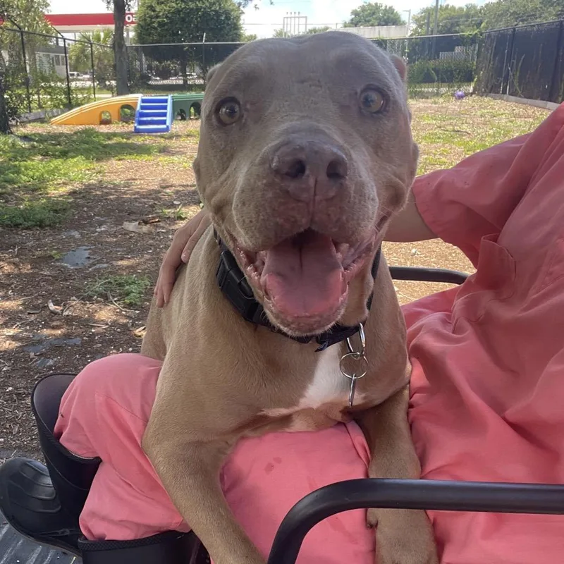 A senior medium-sized female Black Mixed Breed dog named Queen for adoption in West Palm Beach, FL