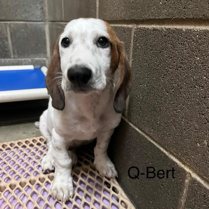 A baby medium-sized male White / Cream Basset Hound dog named QBert for adoption in West Jefferson, OH