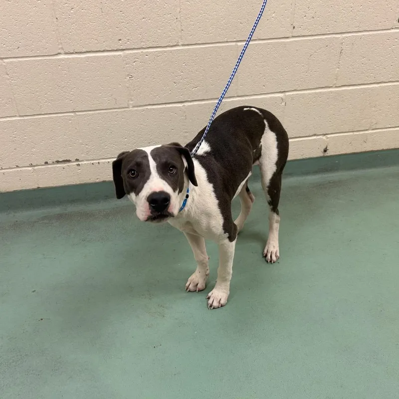 A young medium-sized male Gray / Blue / Silver Mixed Breed dog named Fortune for adoption in Memphis, TN