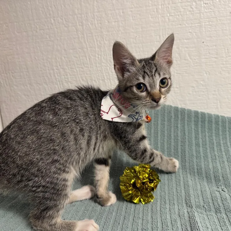 A baby small-sized female Brown / Chocolate Domestic Short Hair cat named Canoe for adoption in Westminster, CA