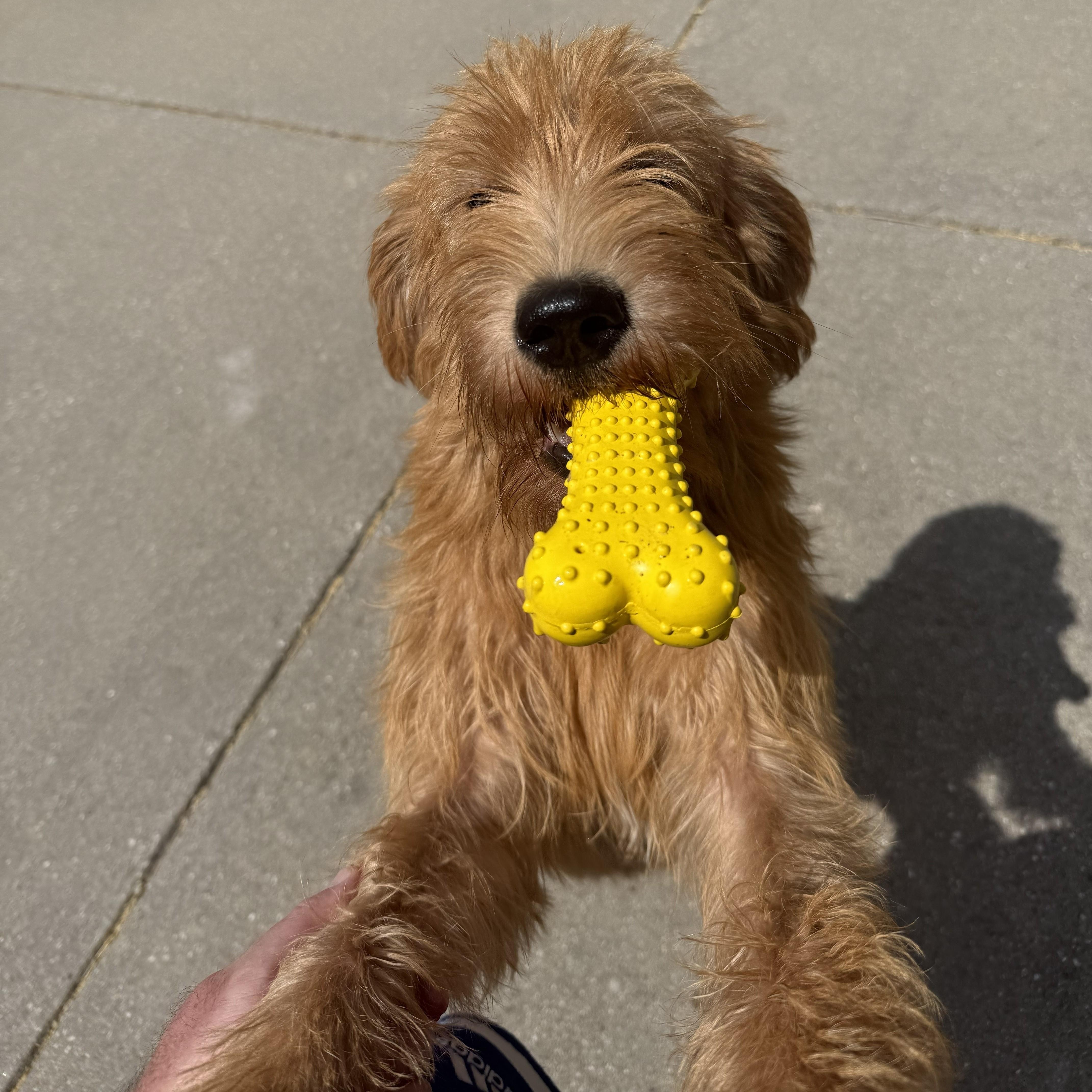 A young medium-sized female Golden Goldendoodle dog named Marley for adoption in Dallas, TX