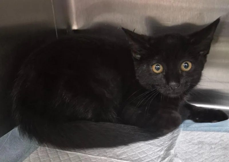 A baby medium-sized female Domestic Short Hair cat named Frida Catlo for adoption in Christiansburg, VA