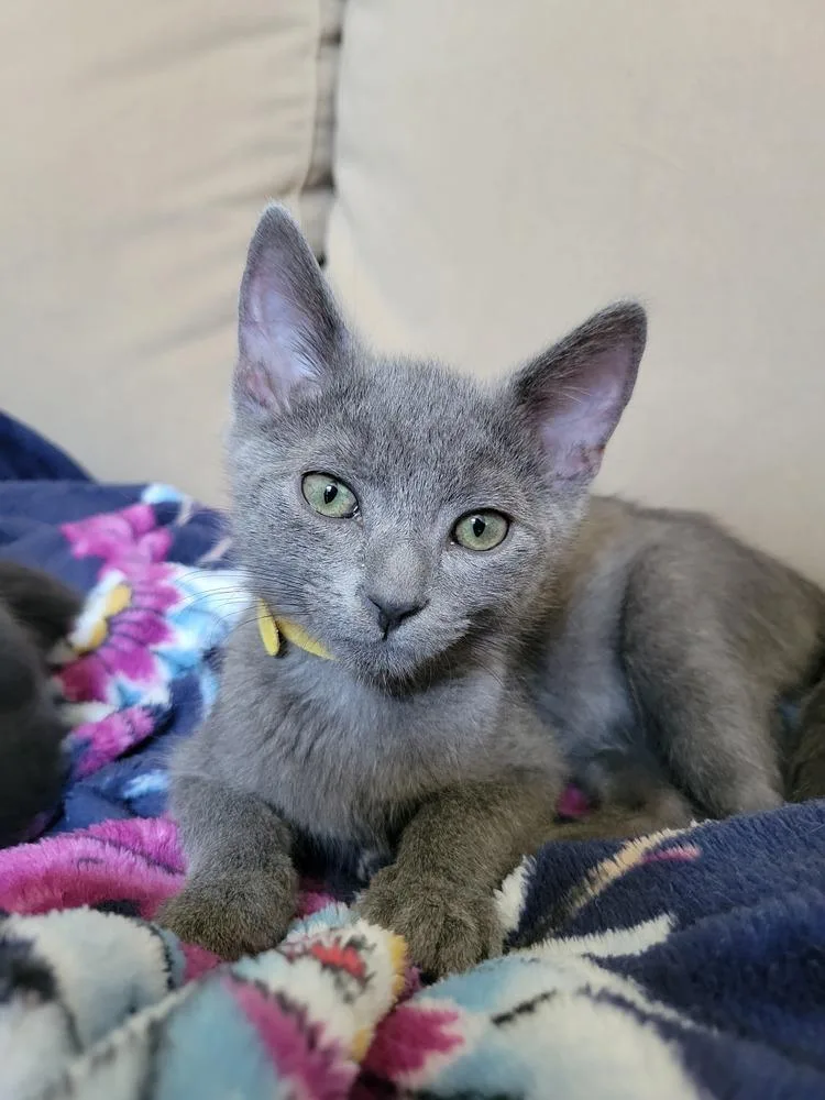 A baby small-sized male Russian Blue cat named Grayson for adoption in Dallas, TX