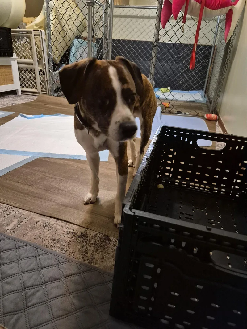 An adult medium-sized male Beagle dog named Nubby for adoption in Newport, KY