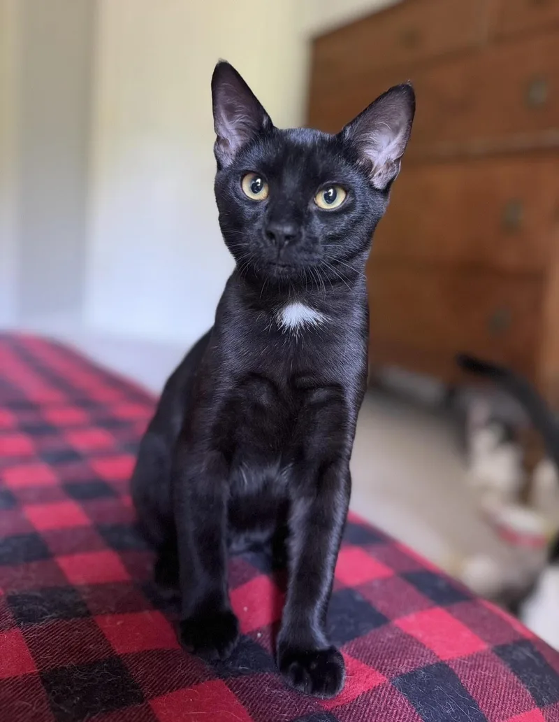 A baby medium-sized male Black Domestic Short Hair cat named Bruce for adoption in Bellmawr, NJ