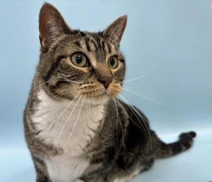 An adult small-sized female Domestic Short Hair cat named Peanut for adoption in Woodbury, MN