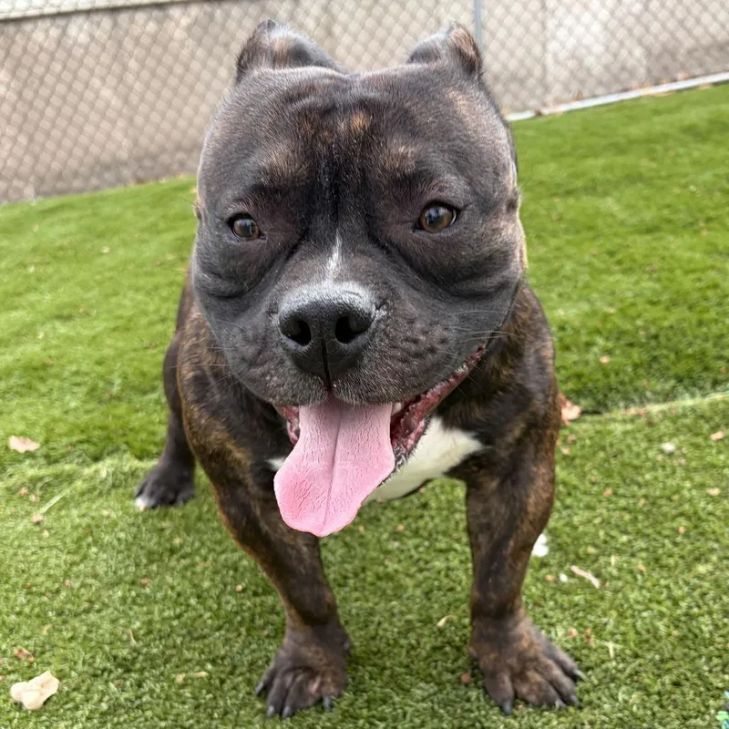 An adult medium-sized male Black Mixed Breed dog named Mooki for adoption in Davenport, IA