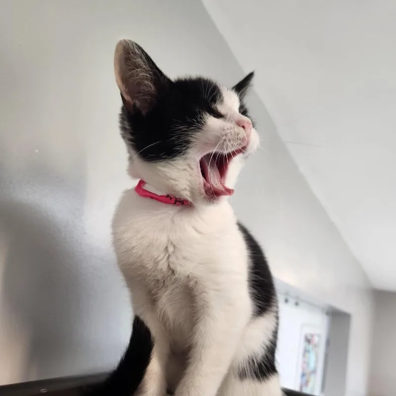 A baby small-sized female Black Domestic Short Hair cat named Butterfly for adoption in Delaware, OH