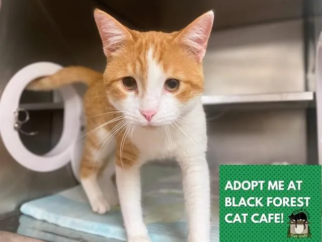 A young medium-sized male Domestic Short Hair cat named Julius for adoption in Fort Wayne, IN
