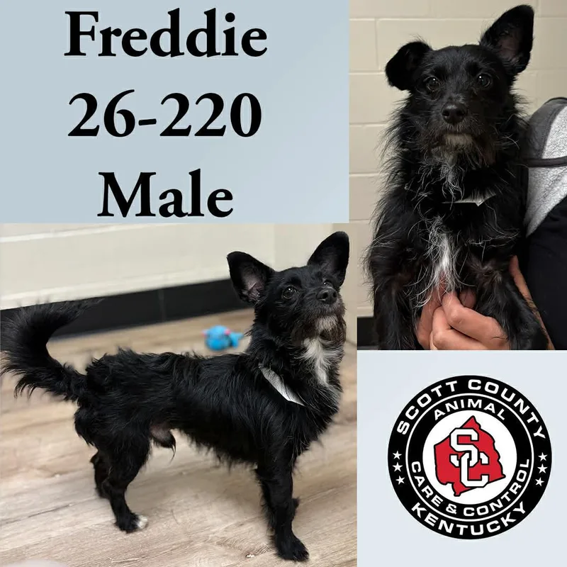 An adult small-sized male Terrier dog named Freddie for adoption in Georgetown, KY
