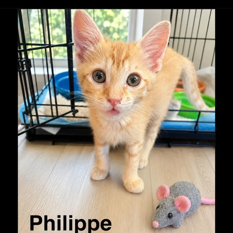 Philippe thumbnail 2
