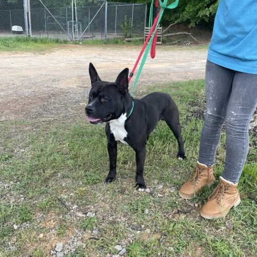 An adult medium-sized male Black Pit Bull Terrier dog named King for adoption in Columbia, SC