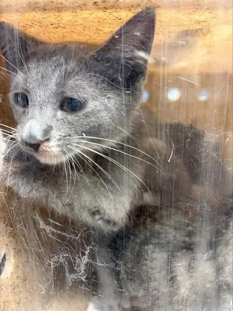 A baby small-sized male Domestic Short Hair cat named Squeaky for adoption in Stockton, CA