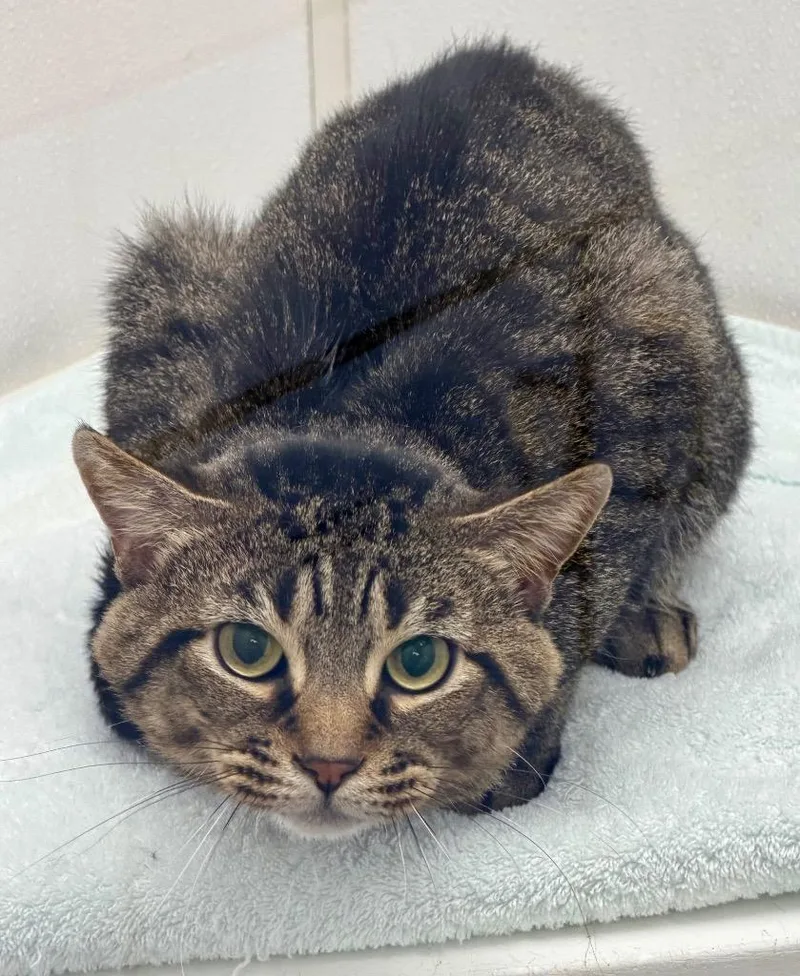 An adult medium-sized male Tabby (Brown / Chocolate) Domestic Short Hair cat named Simba for adoption in Medfield, MA