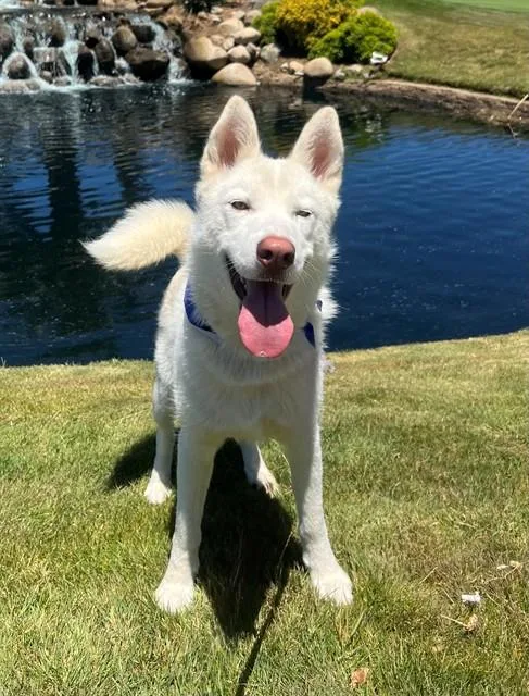 A young large-sized male Siberian Husky dog named Dock for adoption in Lancaster, CA