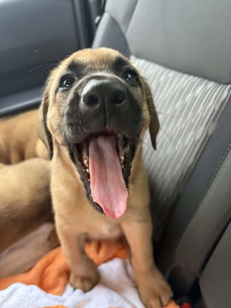 A baby large-sized female Bicolor Redbone Coonhound dog named Freya for adoption in Byrdstown, TN