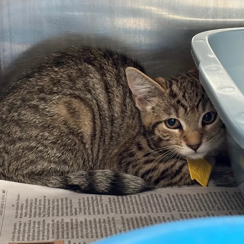 A baby small-sized female Brown / Chocolate Domestic Short Hair cat named Yorkie for adoption in Springfield, MA