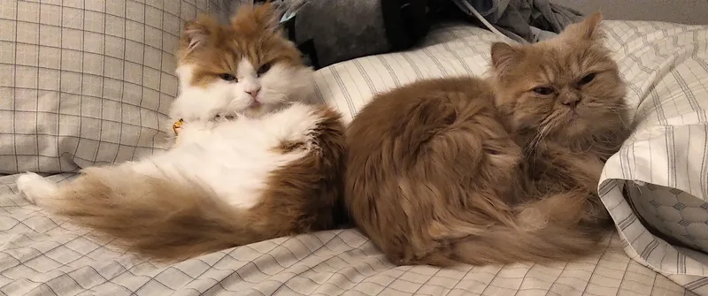Muffin & Butters