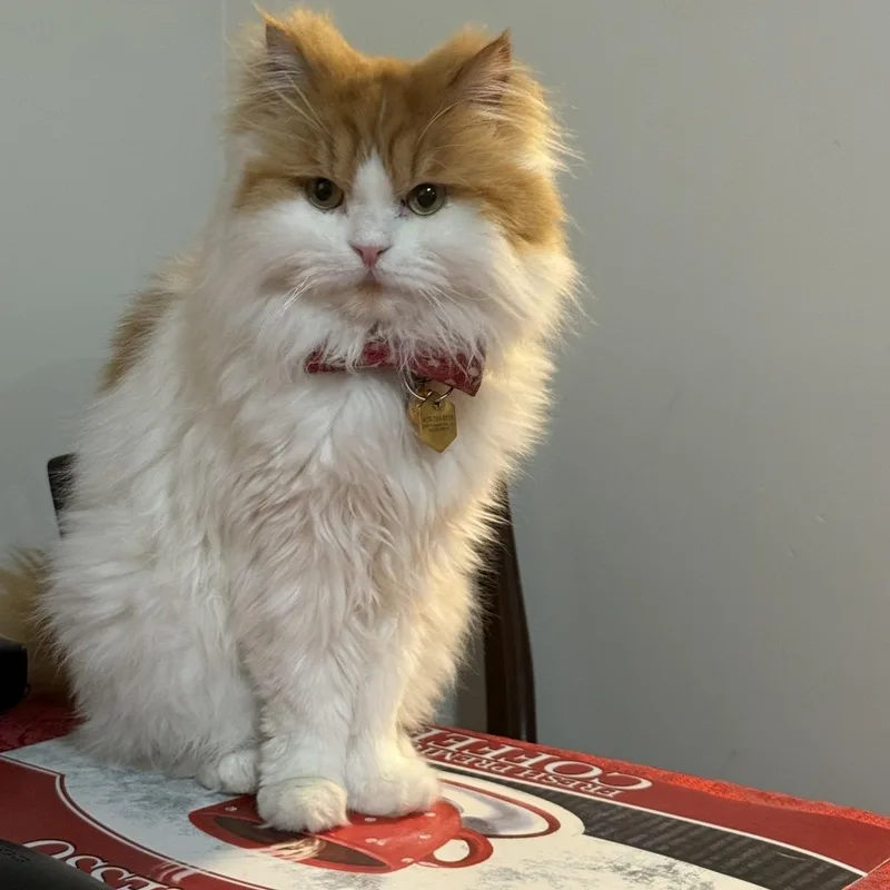 Muffin & Butters thumbnail 2