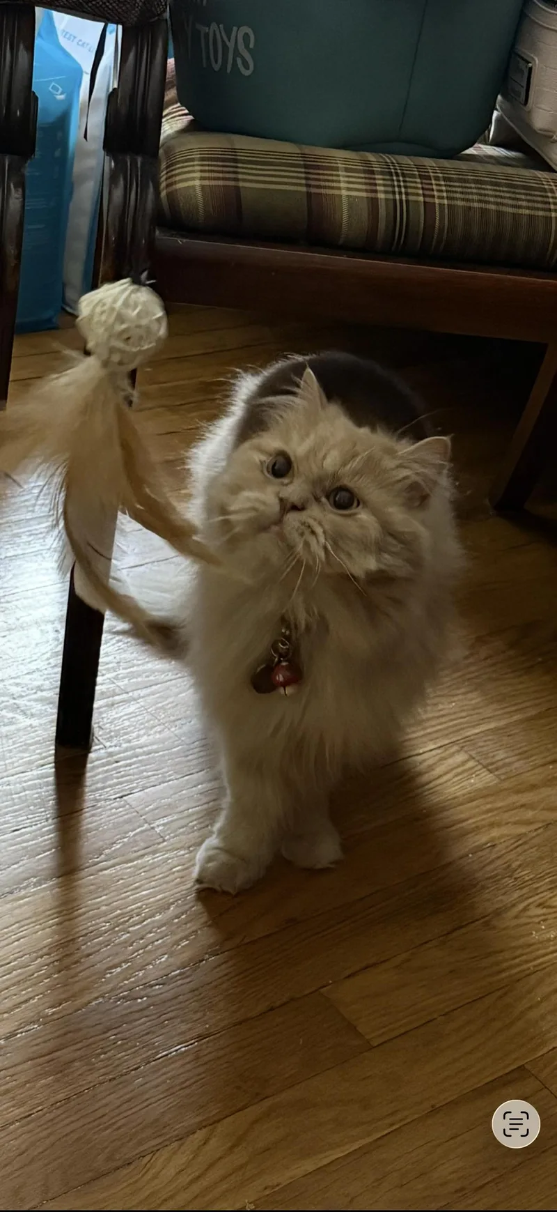 Muffin & Butters thumbnail 3
