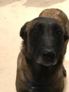 A young medium-sized female Belgian Shepherd / Malinois dog named Ursa for adoption in Westminster, CO