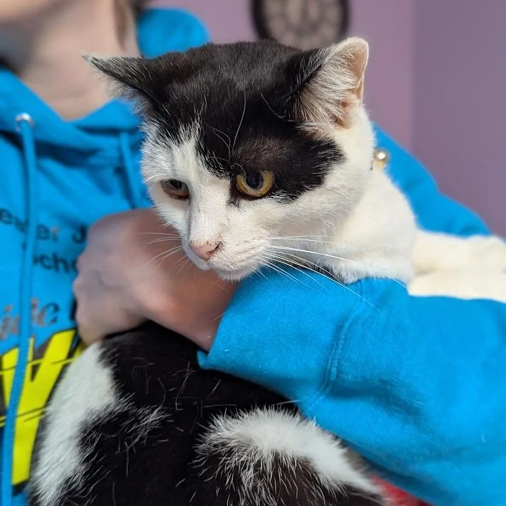 A senior small-sized female Black Domestic Short Hair cat named Zoey for adoption in Johnstown, PA