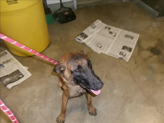 A young medium-sized male Belgian Shepherd / Malinois dog named Grumpy for adoption in Van Nuys, CA