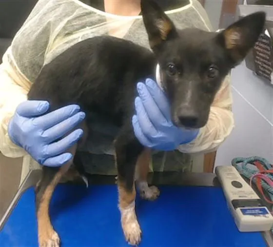 A baby large-sized female Australian Cattle Dog / Blue Heeler dog named Merbelle for adoption in Phoenix, AZ