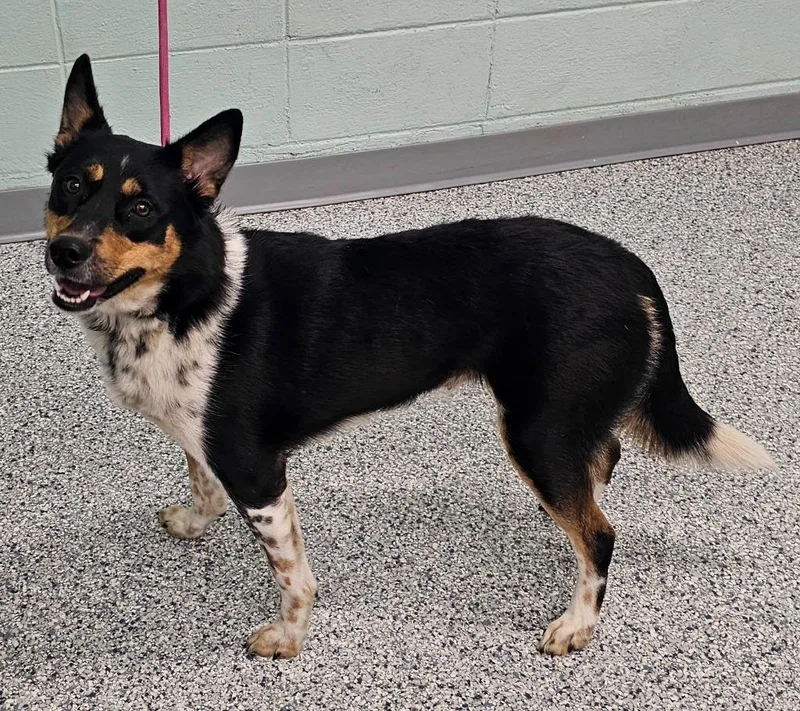 A young medium-sized female Terrier dog named Missy for adoption in Athens, TN