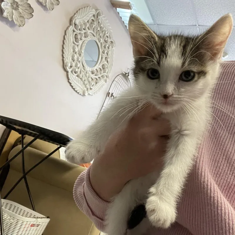 A baby small-sized male White Domestic Short Hair cat named Gucci for adoption in Branson, MO